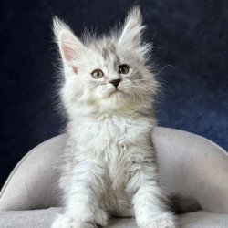 Maine Coon NOV Ingold