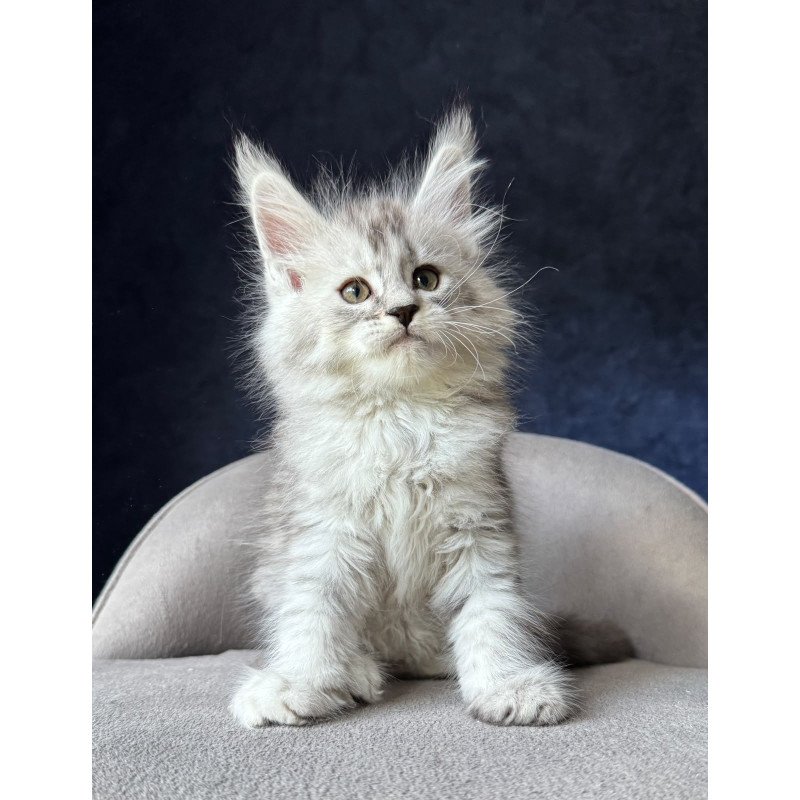 Maine Coon NOV Ingold
