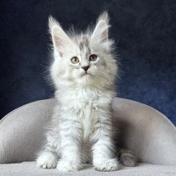 Maine Coon NOV Ingold