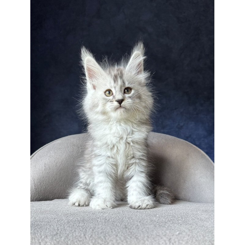 Maine Coon NOV Ingold