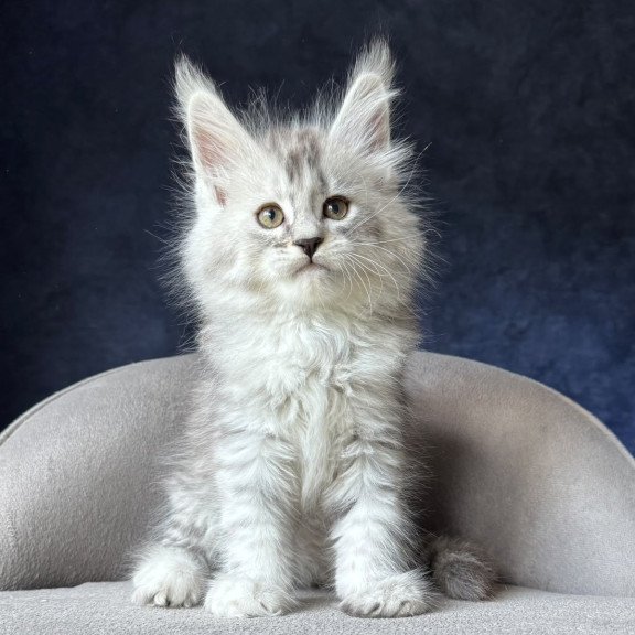 Maine Coon NOV Ingold