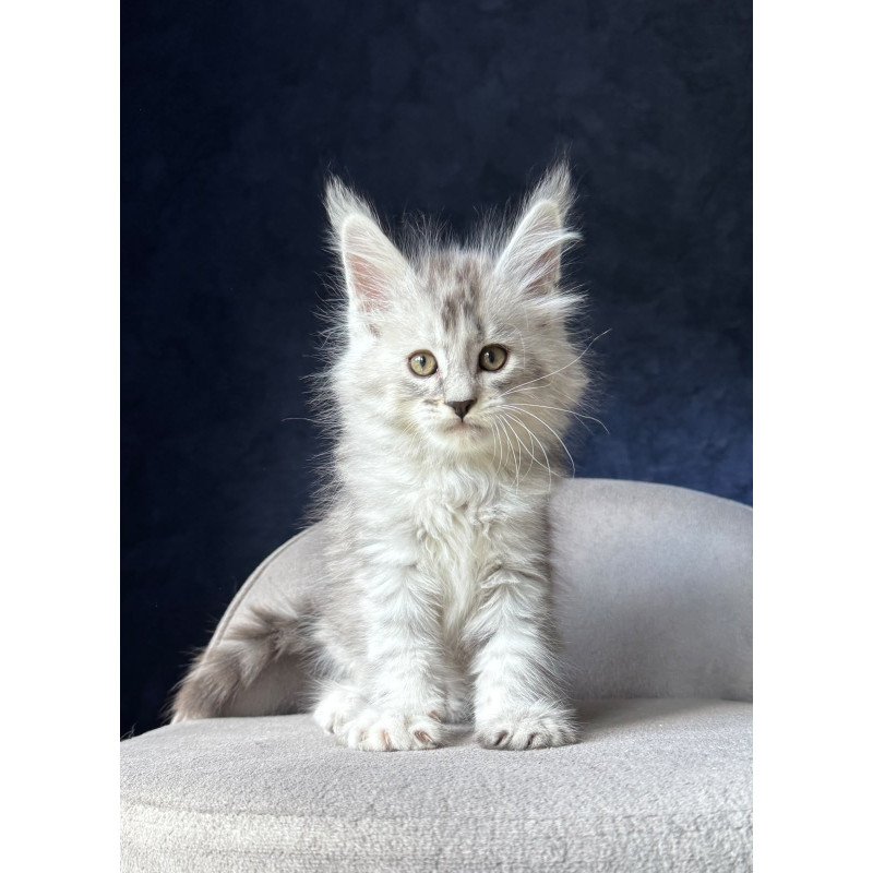 Maine Coon NOV Ingold
