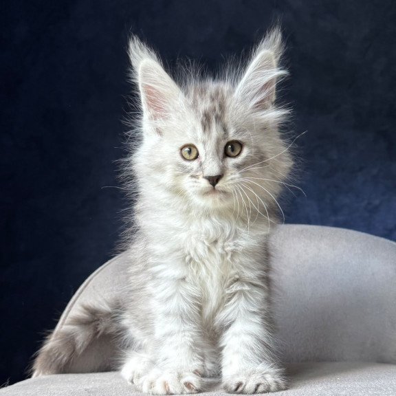 Maine Coon NOV Ingold