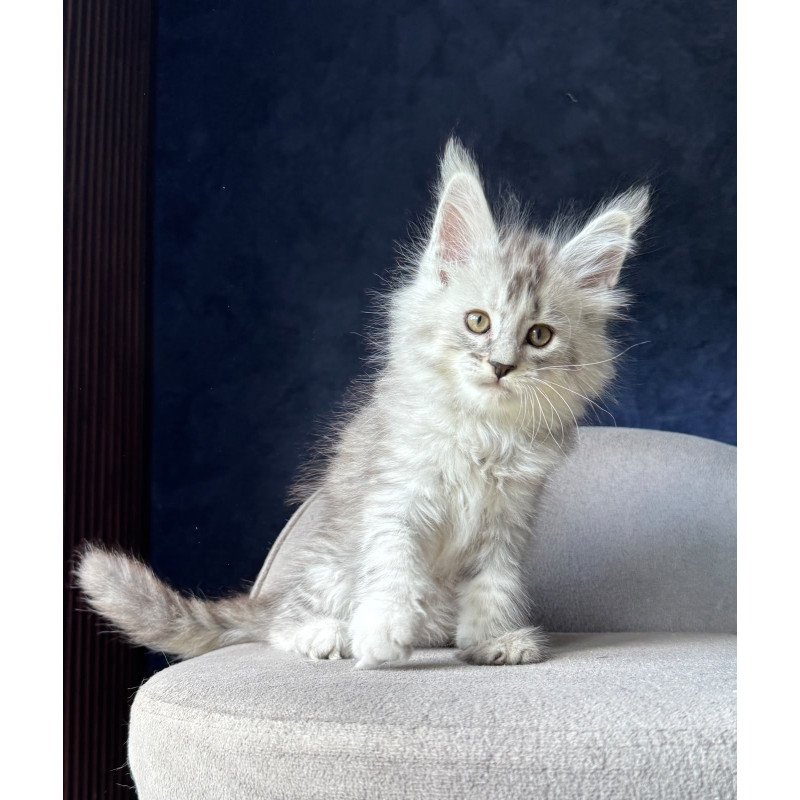 Maine Coon NOV Ingold