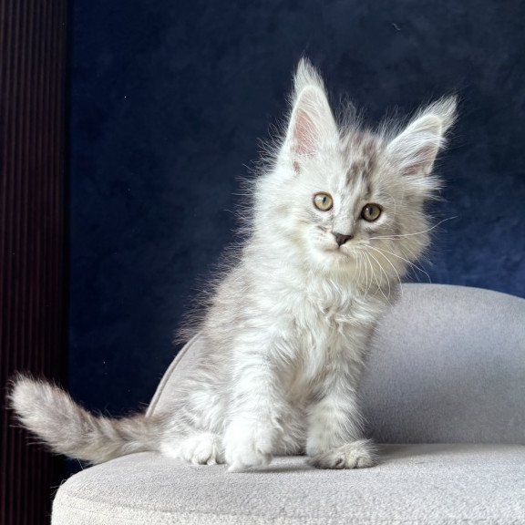 Maine Coon NOV Ingold