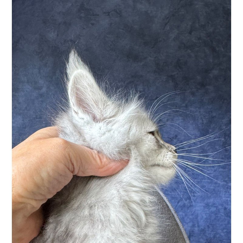 Maine Coon NOV Ingold