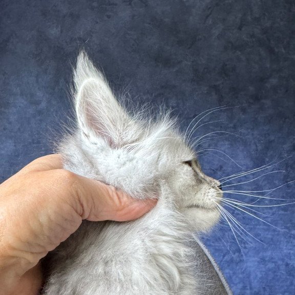 Maine Coon NOV Ingold