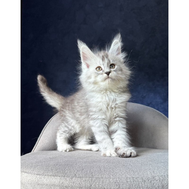 Maine Coon NOV Ingold