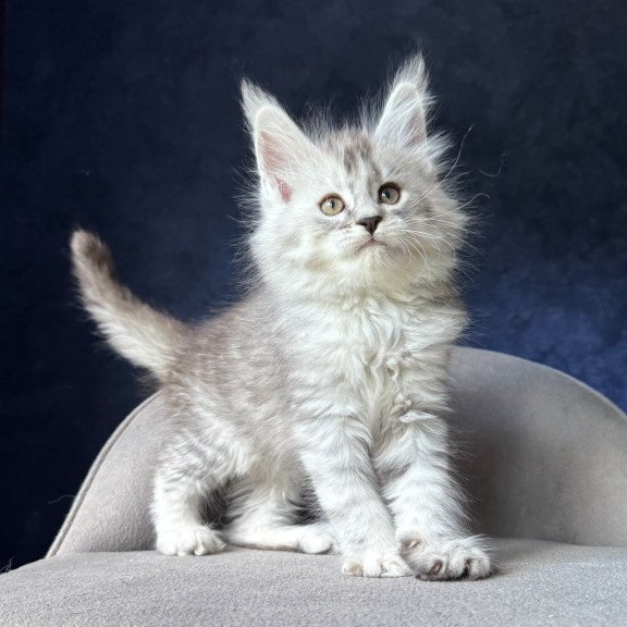 Maine Coon NOV Ingold