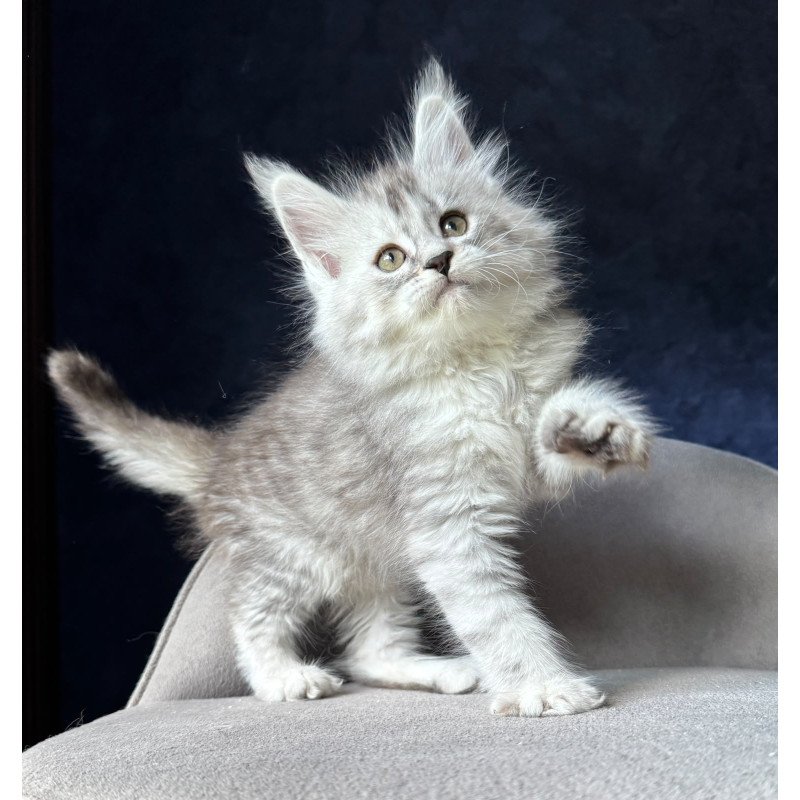 Maine Coon NOV Ingold