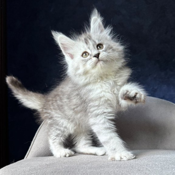 Maine Coon NOV Ingold