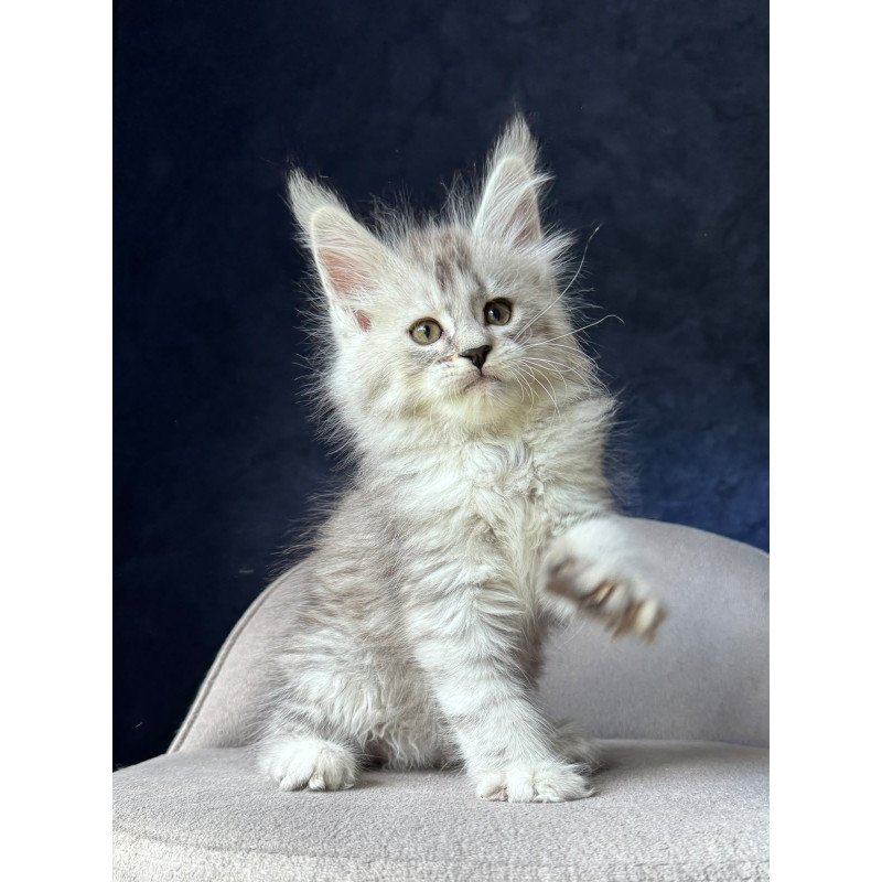 Maine Coon NOV Ingold