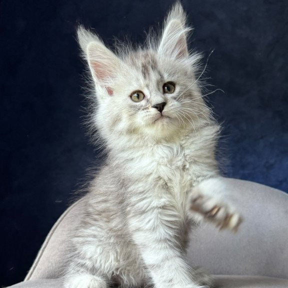 Maine Coon NOV Ingold