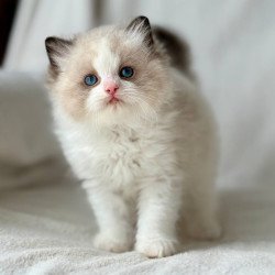 Ragdoll Yulik