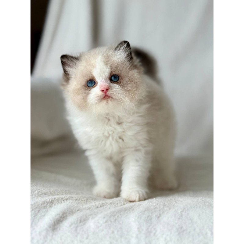 Ragdoll Yulik