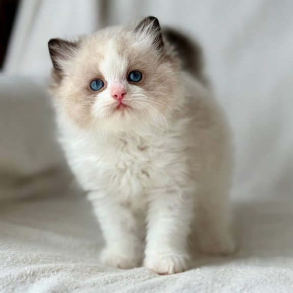 Ragdoll Yulik