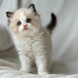 Ragdoll Yulik