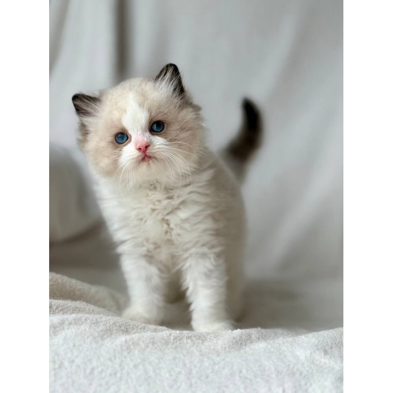 Ragdoll Yulik
