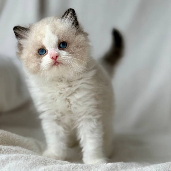 Ragdoll Yulik