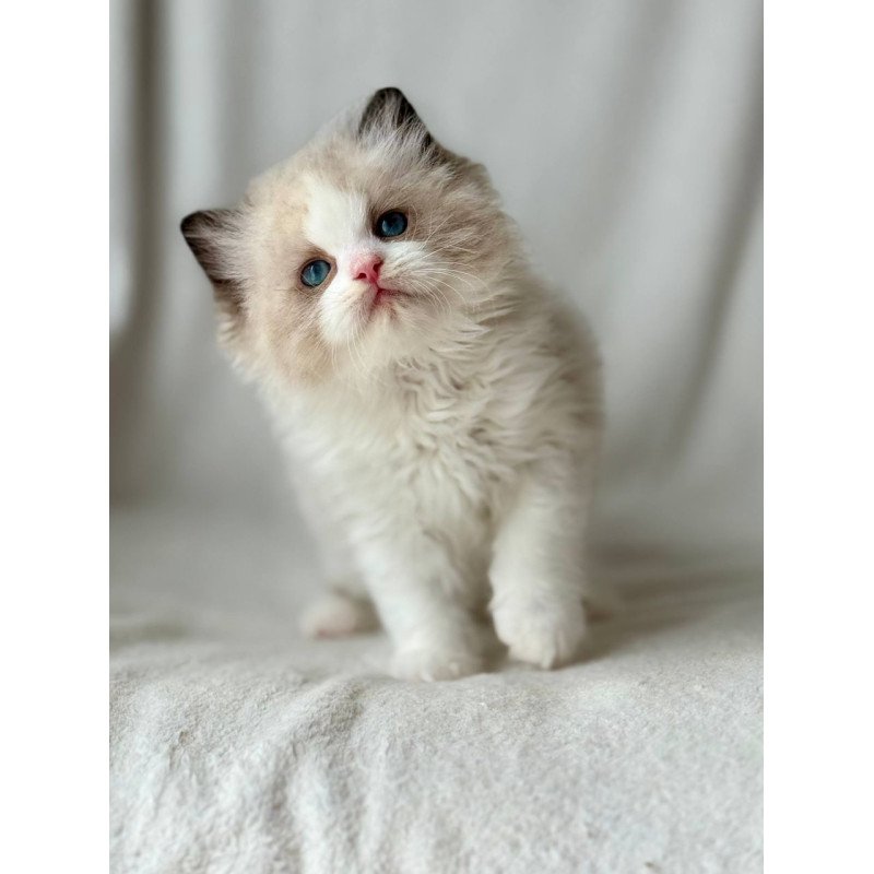 Ragdoll Yulik