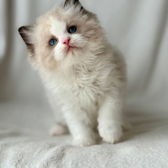 Ragdoll Yulik