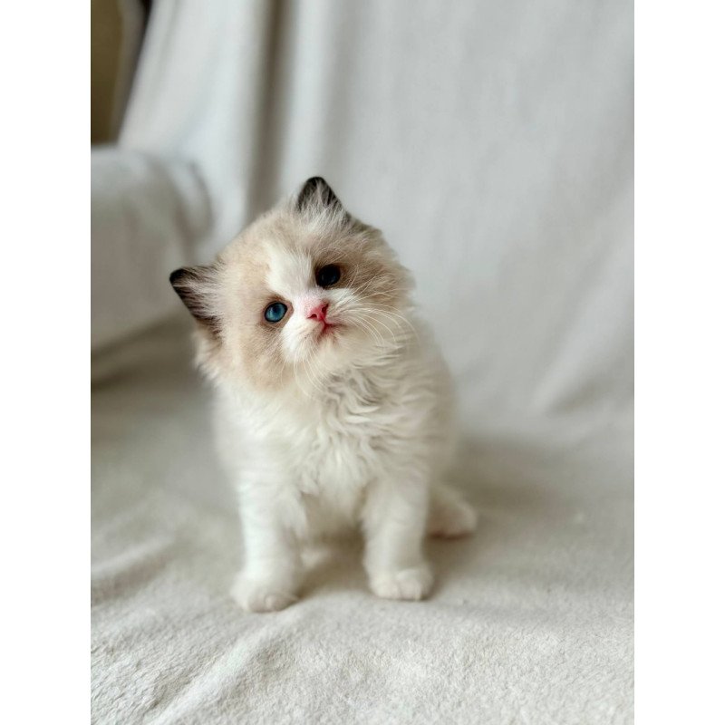Ragdoll Yulik