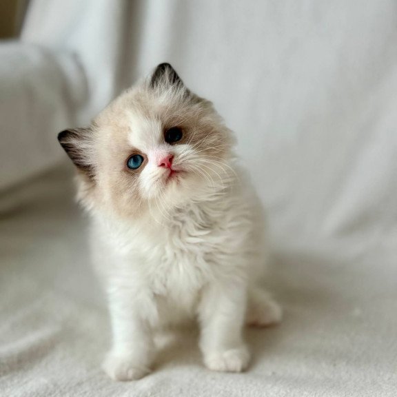 Ragdoll Yulik