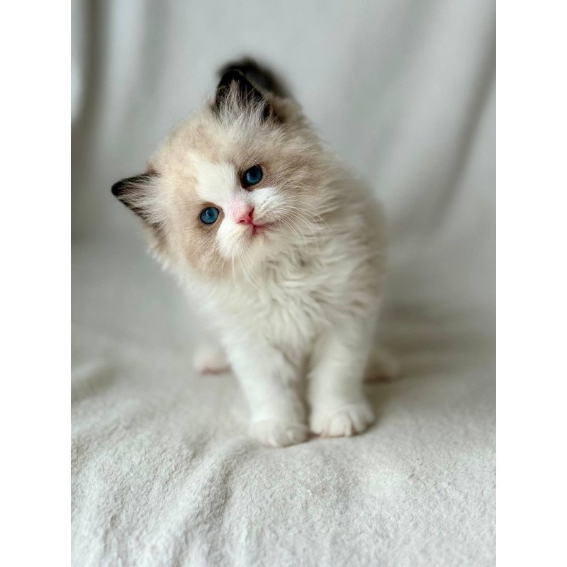 Ragdoll Yulik