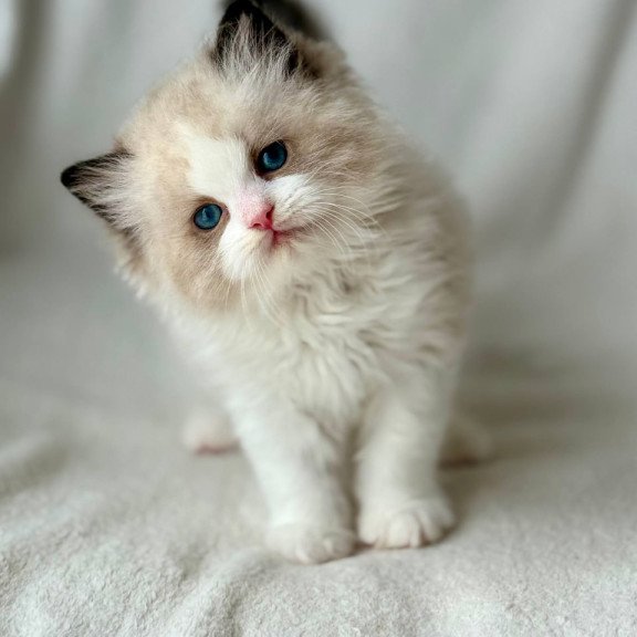 Ragdoll Yulik