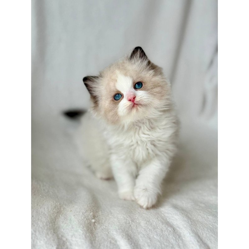 Ragdoll Yulik