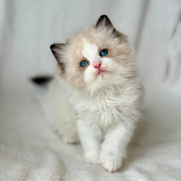Ragdoll Yulik