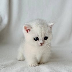 Munchkin Zipa