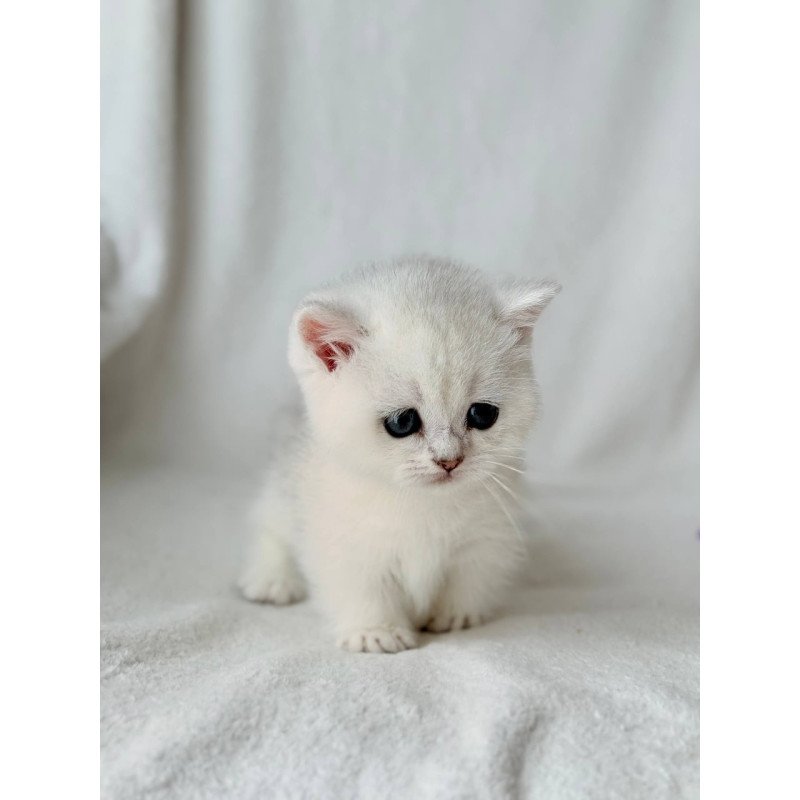 Munchkin Zipa