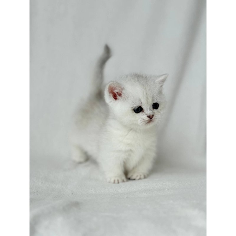 Munchkin Zipa
