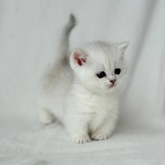 Munchkin Zipa