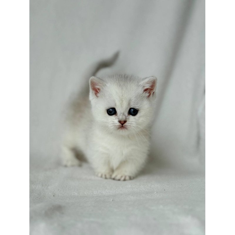 Munchkin Zipa