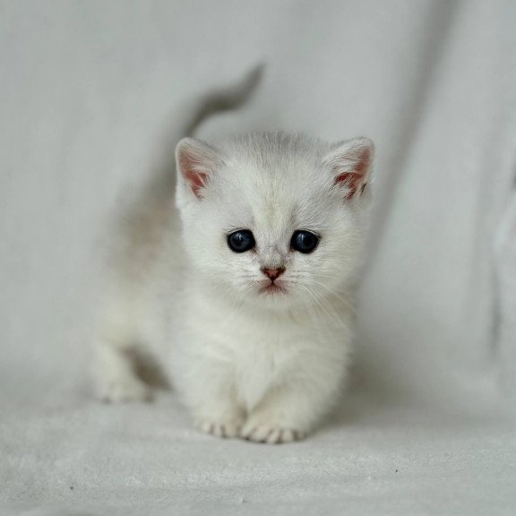 Munchkin Zipa