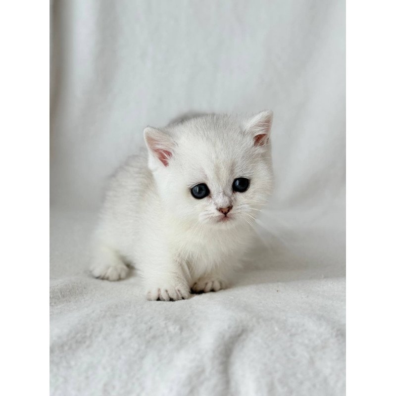 Munchkin Zipa