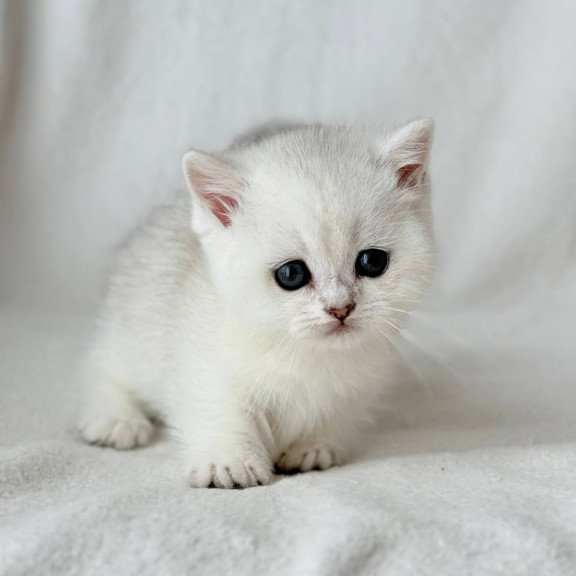 Munchkin Zipa