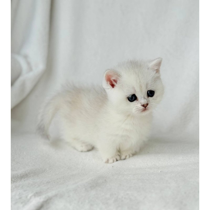 Munchkin Zipa