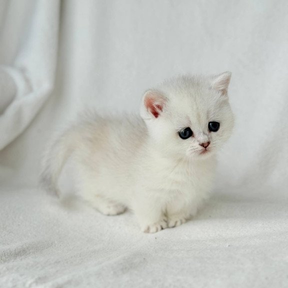 Munchkin Zipa