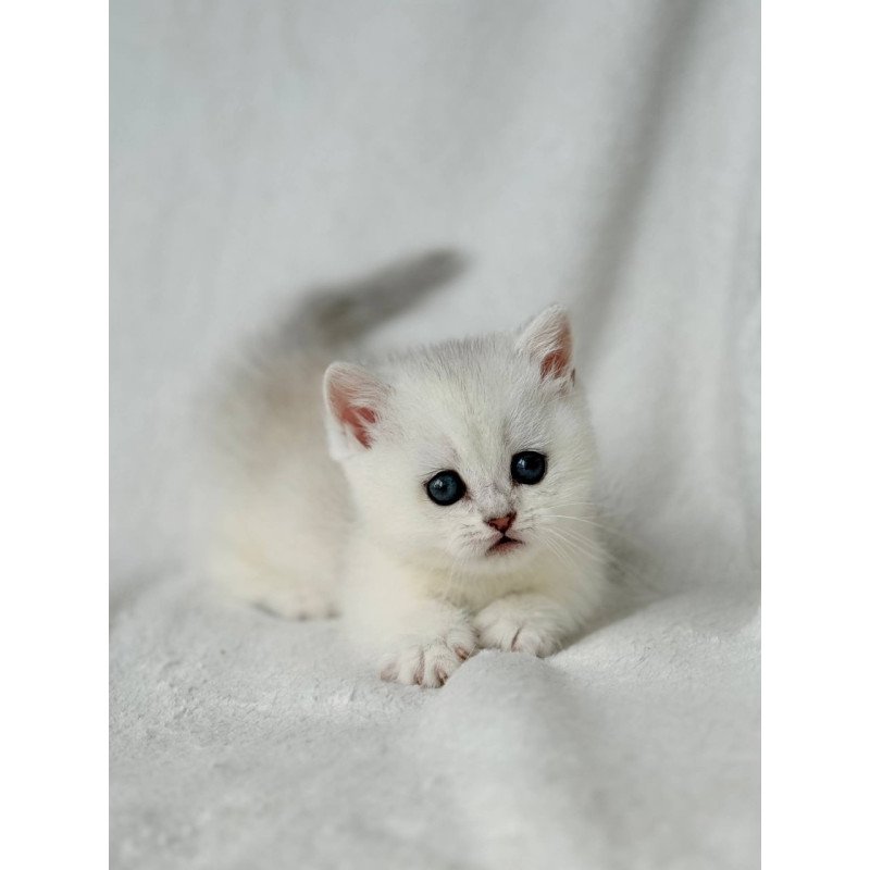 Munchkin Zipa