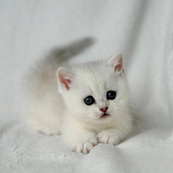 Munchkin Zipa