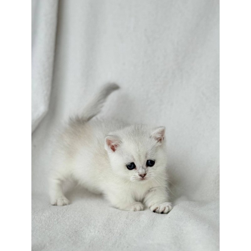 Munchkin Zipa