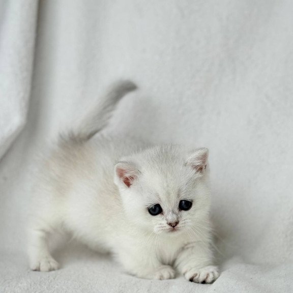 Munchkin Zipa