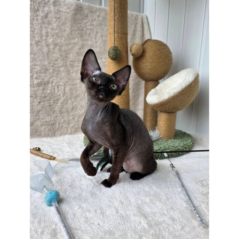 Devon Rex Carmensita