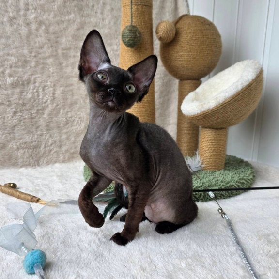 Devon Rex Carmensita