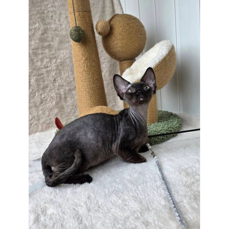 Devon Rex Carmensita