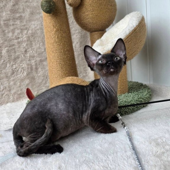 Devon Rex Carmensita