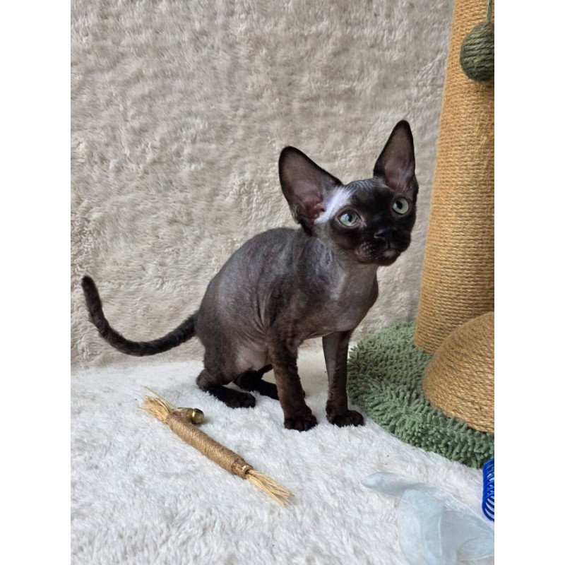 Devon Rex Carmensita
